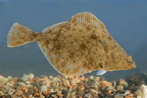 15 Types of Flatfish to Eat in the Ocean: The Ultimate Guide.